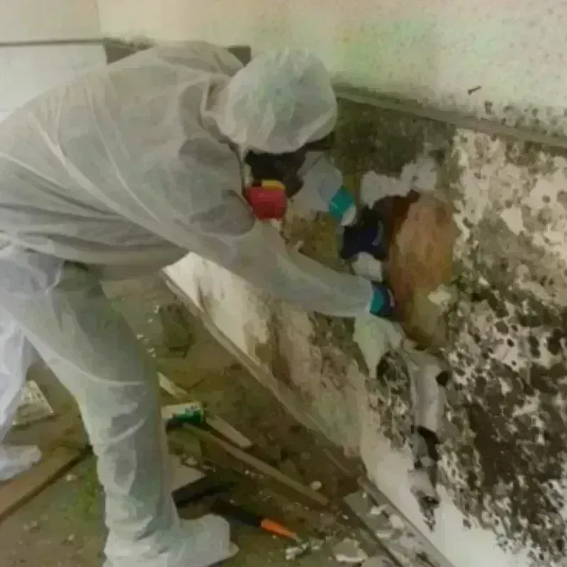 Mold Remediation and Removal in Erie County, PA